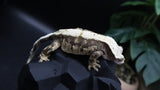 TriColor Holoween Extreme Female Crestie Gecko CG280