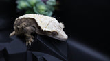 TriColor Holoween Extreme Female Crestie Gecko CG280
