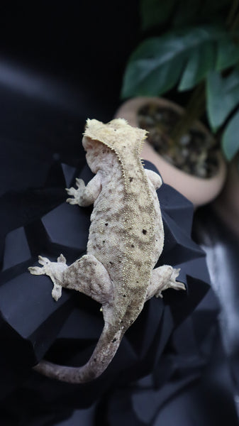 Yellow Tiger Dal Female Crestie Gecko CG282