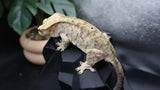 Yellow Tiger Dal Female Crestie Gecko CG282