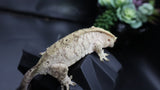 Yellow Tiger Dal Female Crestie Gecko CG282
