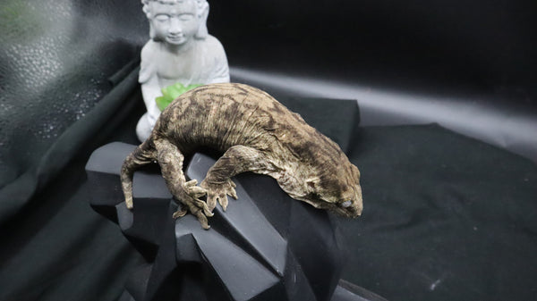 Pure MTK Melanistic Leachianus Gecko Male LB461