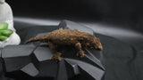 Pure MTK Melanistic Leachianus Gecko Male LB462