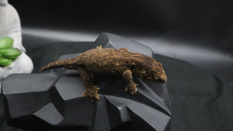 Pure MTK Melanistic Leachianus Gecko Male LB462