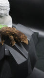 Pure MTK Melanistic Leachianus Gecko Male LB462