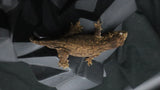 Pure MTK Melanistic Leachianus Gecko Male LB462