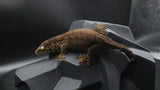Pure MTK Melanistic Leachianus Gecko Male LB462