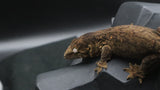 Pure MTK Melanistic Leachianus Gecko Male LB462