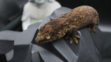 Pure MTK Melanistic Leachianus Gecko Male LB462