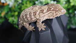 Female Yate Leachianus LB467