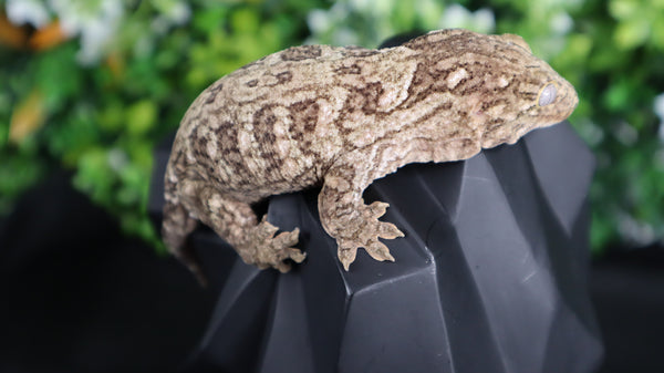 Female Yate Leachianus LB467