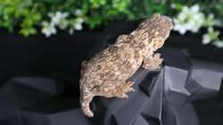 Yate Male Leachianus LB466