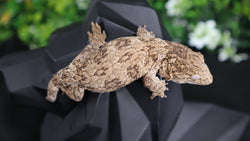 Yate Female Leachianus LB465