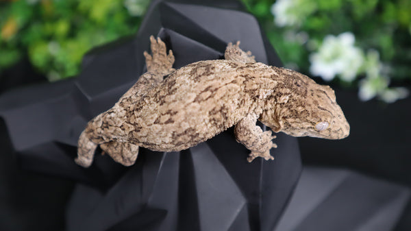 Yate Female Leachianus LB465