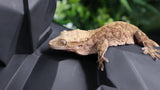 Female Tiger Crested CG300