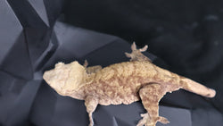 Female Tiger Crested CG300