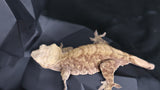 Female Tiger Crested CG300