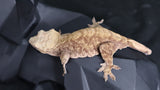 Female Tiger Crested CG300