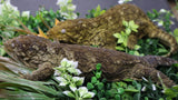 Yate Male Leachianus LB466