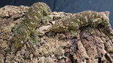 LB524- Male Pink GTX Leachianus Gecko