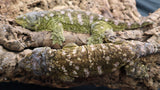 LB541- Amazing Purple Leachianus Gecko