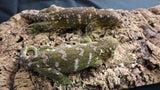 LB498- Leachianus Gecko