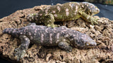 LB535- Male Pink Leachianus Gecko