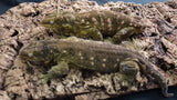 LB507- Stunning Leachianus Gecko