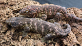 High Color Female Leachianus LB482