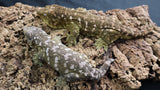 GTX Female Leachiaus LB477