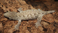 100% Het Melanistic Leachianus Gecko Female LB486