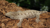 100% Het Melanistic Leachianus Gecko Female LB486