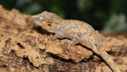 Reticulated Gargoyle Poss Female GG315