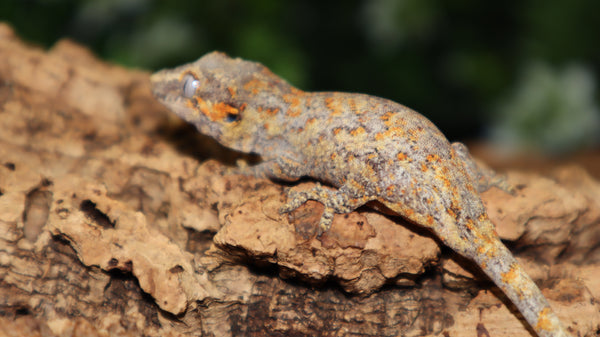 Reticulated Gargoyle Poss Female GG315