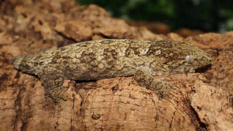 Yate Female Leachianus LB465