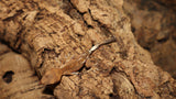 Cappuccino Crested Gecko unsexed CLW111