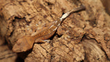 Cappuccino Crested Gecko unsexed CLW111