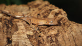 Cappuccino Crested Gecko unsexed CLW111