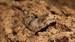 Pine Island Chahoua, high color CH74