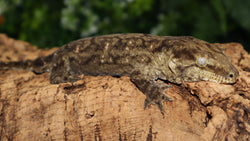 Pure MTK Melanistic Leachianus Gecko Male LB461