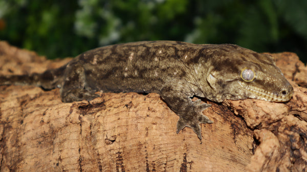 Pure MTK Melanistic Leachianus Gecko Male LB461