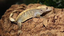 Harlequin Extreme Crested Female CG277