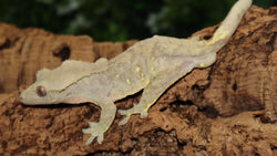 Patternless Porthole Male Crested CG318