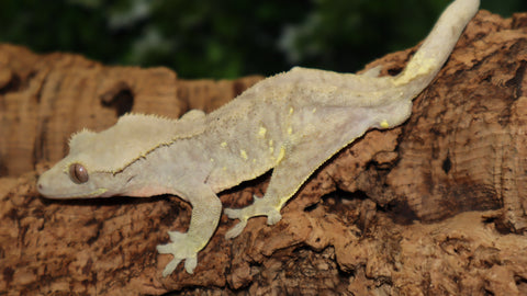 Patternless Porthole Male Crested CG318
