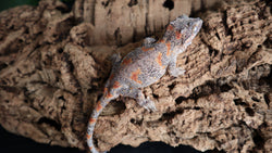 Orange Blotch Gargoyle Female GG282
