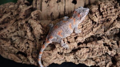 Orange Blotch Gargoyle Female GG282