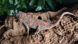 Orange Blotch Gargoyle Female GG282