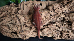 Red Stripe Gargoyle Female GG283