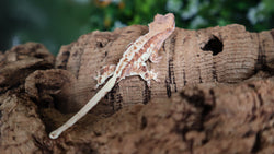 Frappuccino Crested Gecko FRAP13