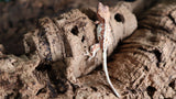 Frappuccino Crested Gecko FRAP13